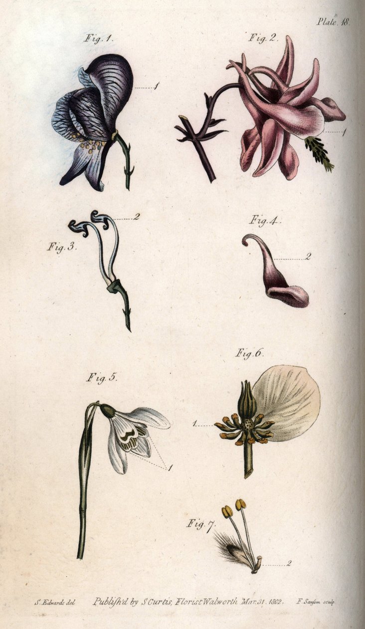 Bloemen van monnikskap, ancolia, galanthus, helleborus en treurwilg, met details van stampers en meeldraden. Nectarium van de monnikskap Aconitum (1,3), akelei Aquilegia (2,4), sneeuwklokje Galanthus (5), helleborus Helleborus (6) en wilg Salix (7). Handge door Sydenham Teast Edwards
