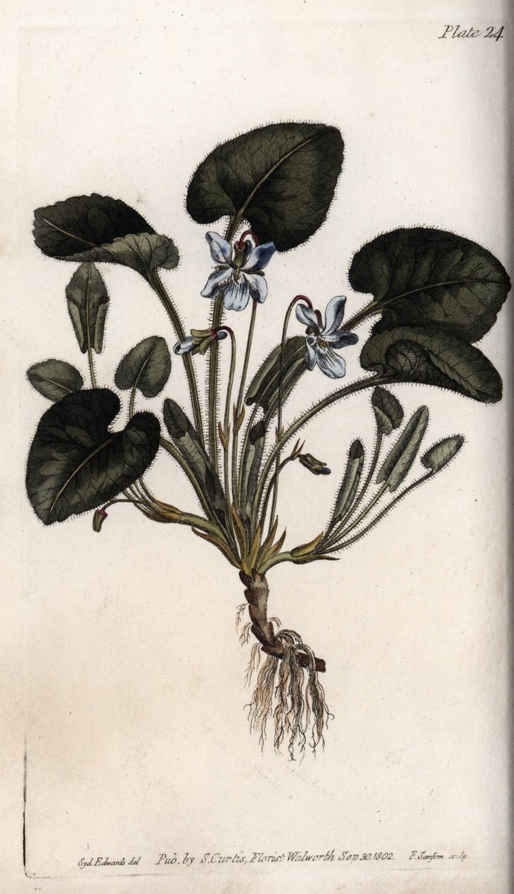Geurige viooltje. Gekleurde kopergravure, illustratie door Sydenham Edwards voor Conferences of Botanical, Botanical Garden of Lambeth door Sydenham Teast Edwards