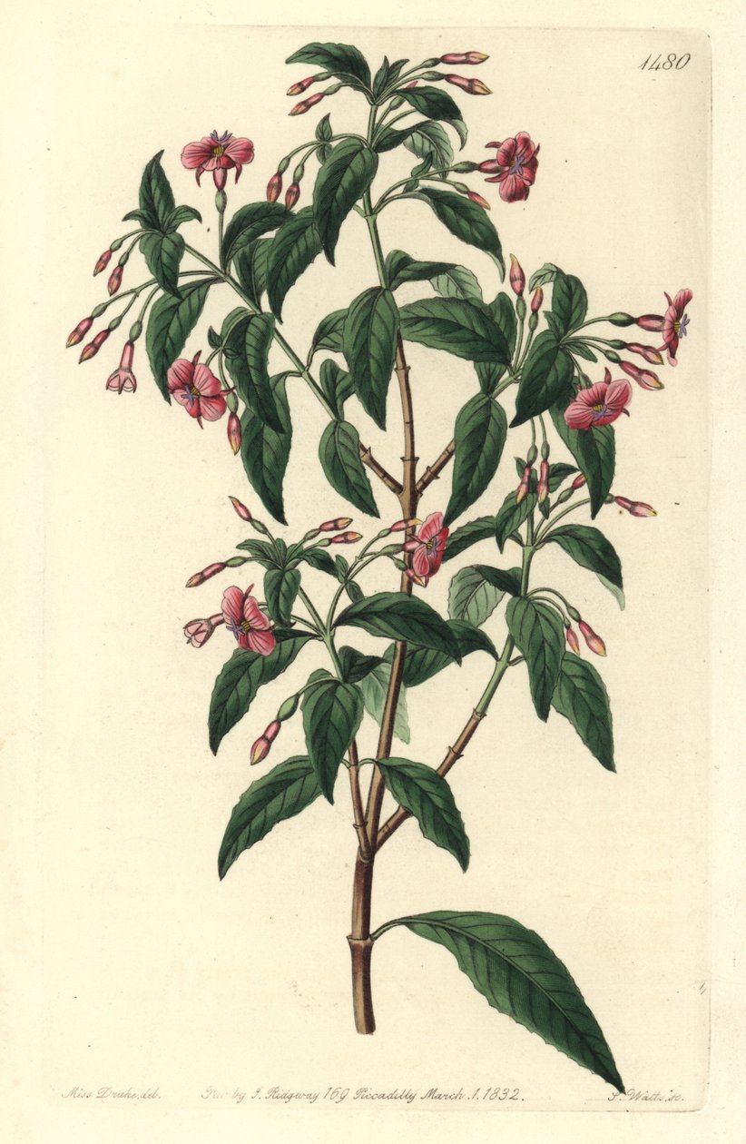 Fuchsia bacillaris door Sydenham Teast Edwards