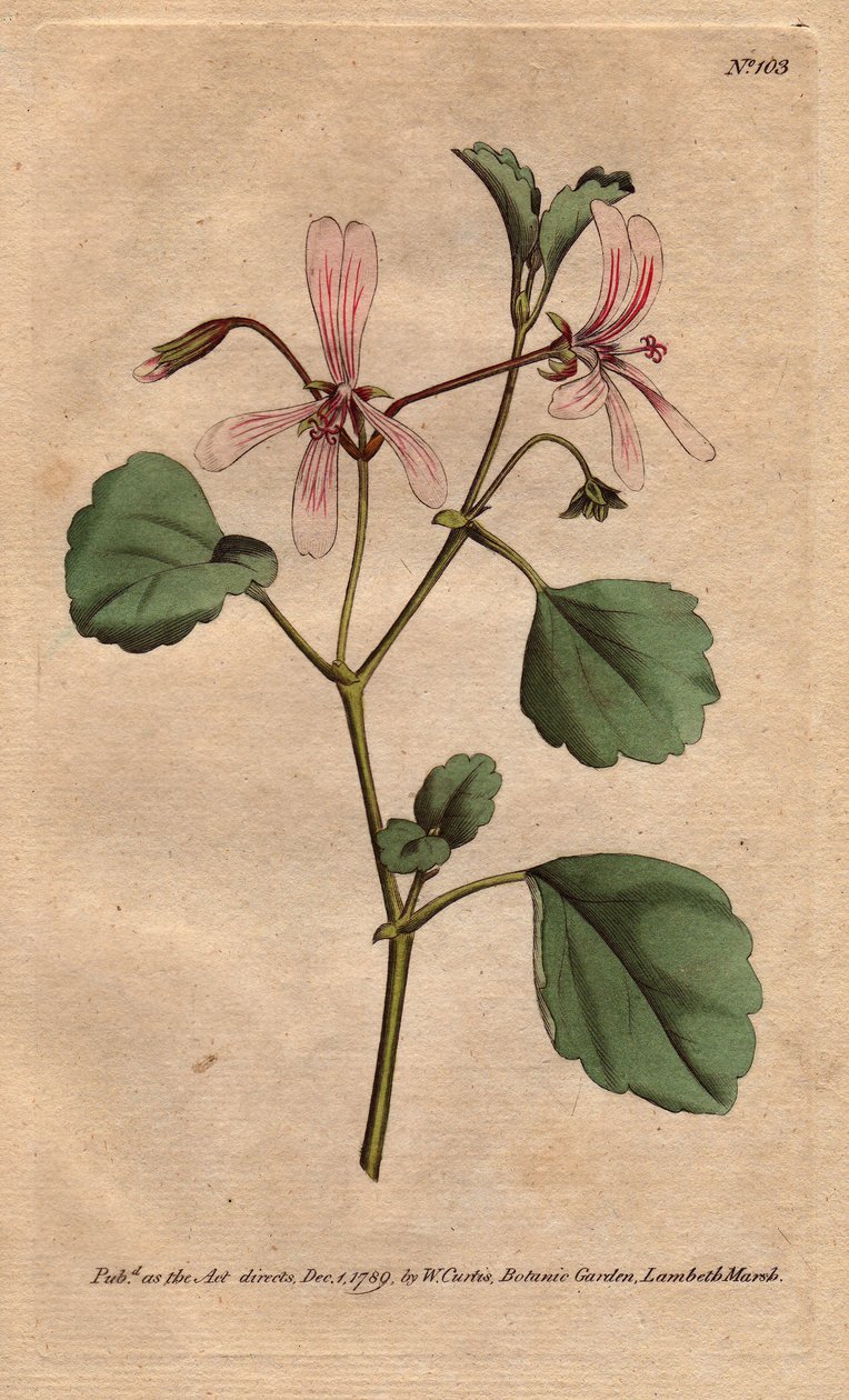 Geranium heeft zuringblad, met roze geaderde bloemen, afkomstig uit Zuid-Afrika. Zuringkraanvogel met roze geaderde bloemen. Een inheemse van de Kaap, Zuid-Afrika. Pelargonium acetosum. Handgekleurde kopergravure naar een botanische illustratie van Sydenha door Sydenham Teast Edwards