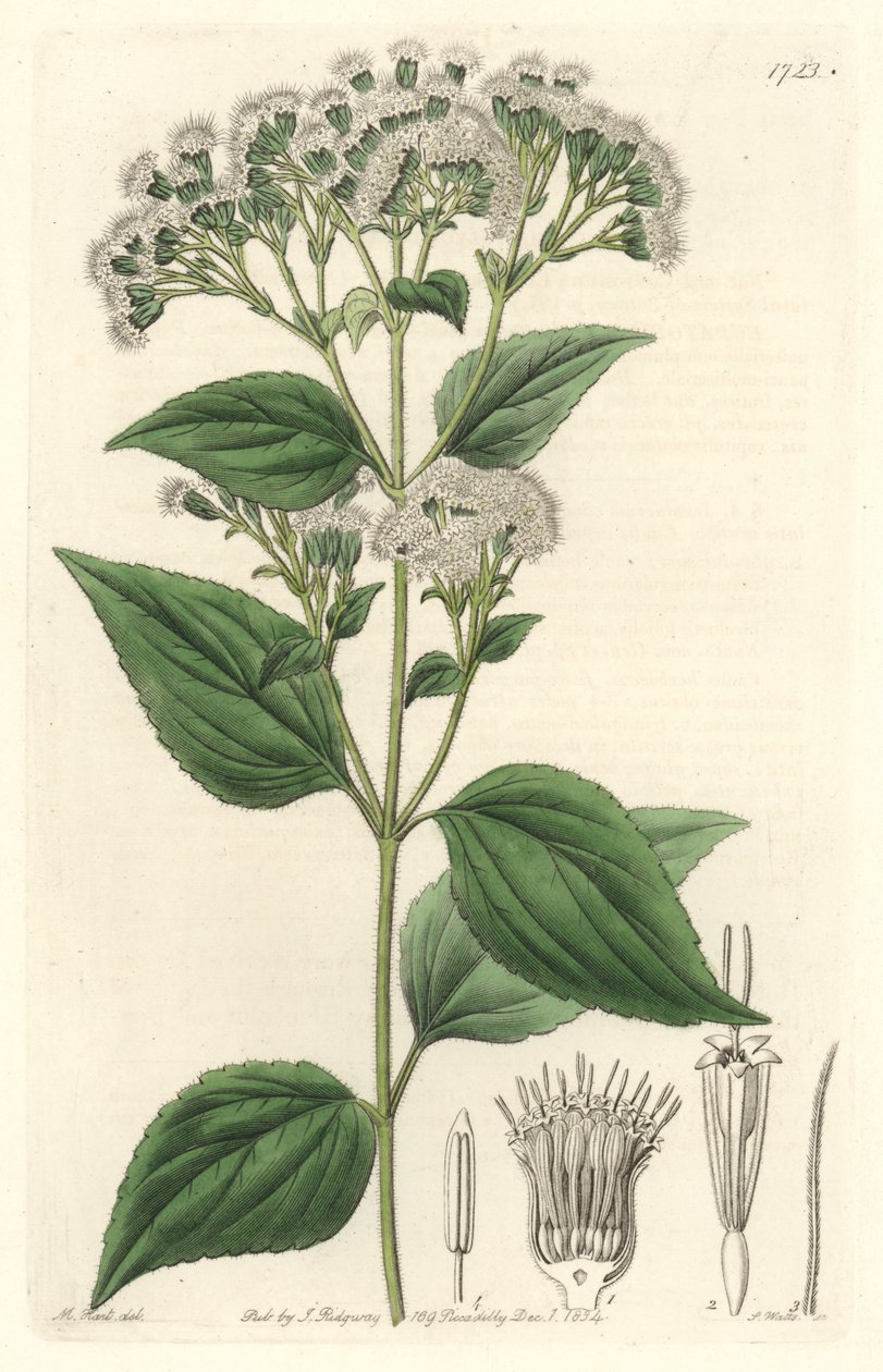 Glandulaire eupatorium, afkomstig uit Mexico - Sterk water door S. Watts naar een illustratie van M. Mart, uit het Botanical Register door Sydenham Teast Edwards