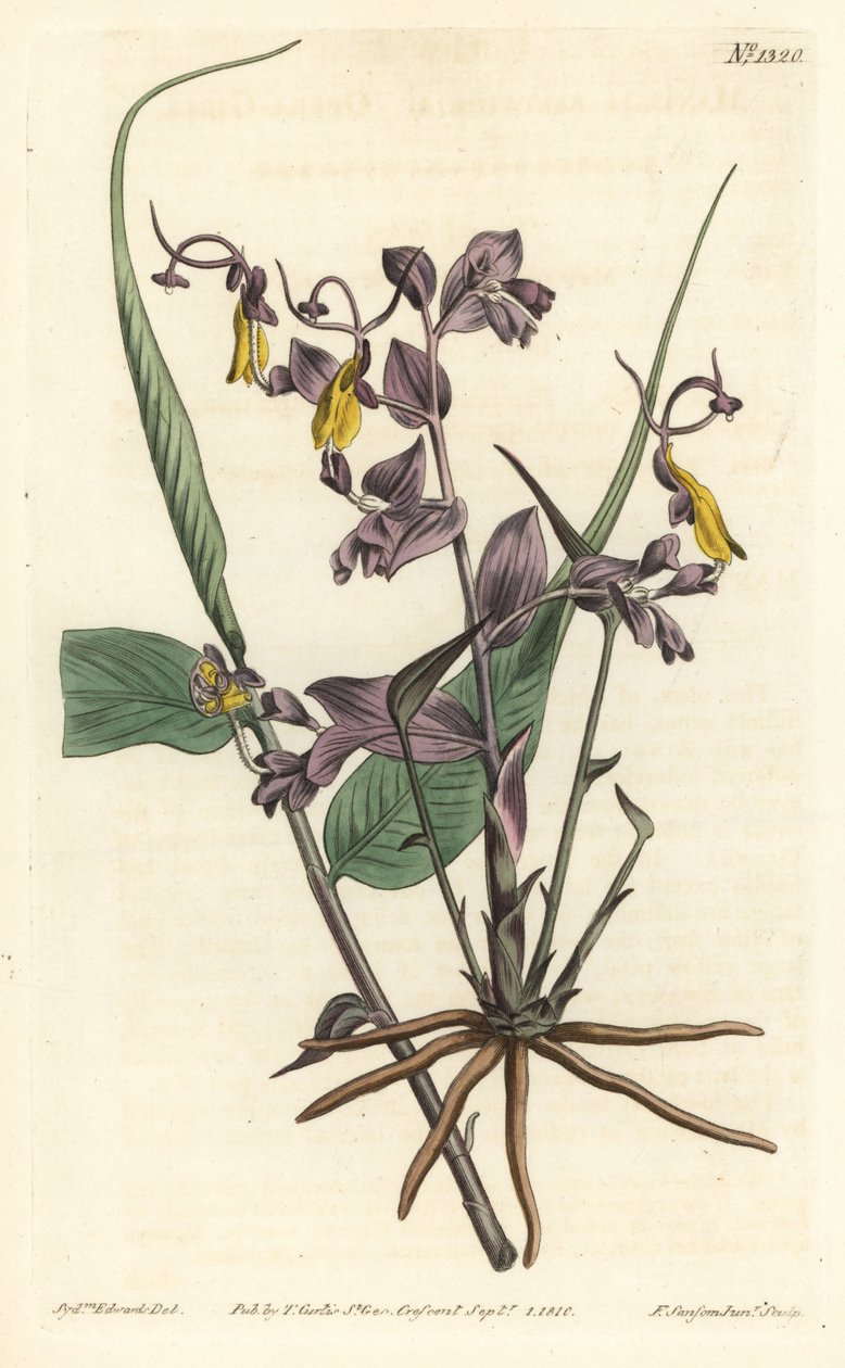 Globba radicalis, uit William Curtis