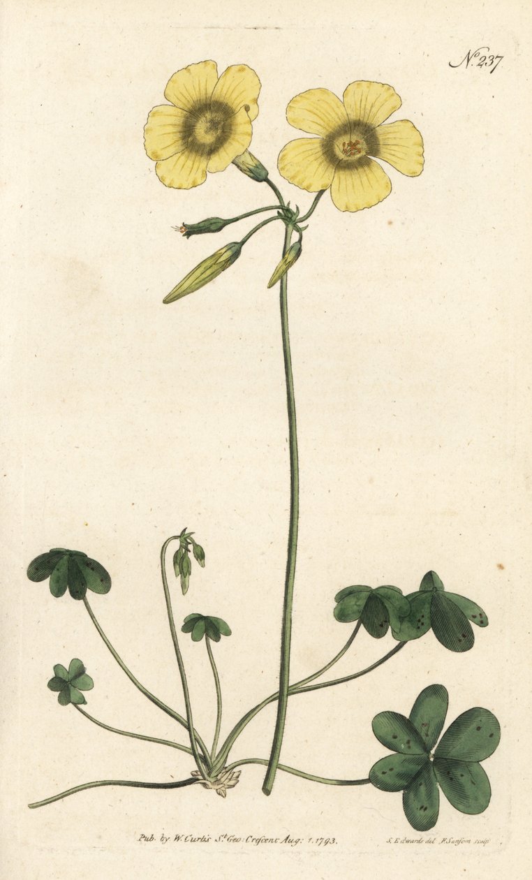 Geitenvoet - Geitenvoet zuring, Oxalis caprina. Handgekleurde kopergravure door Sansom naar een illustratie door Sydenham Edwards uit William Curtis