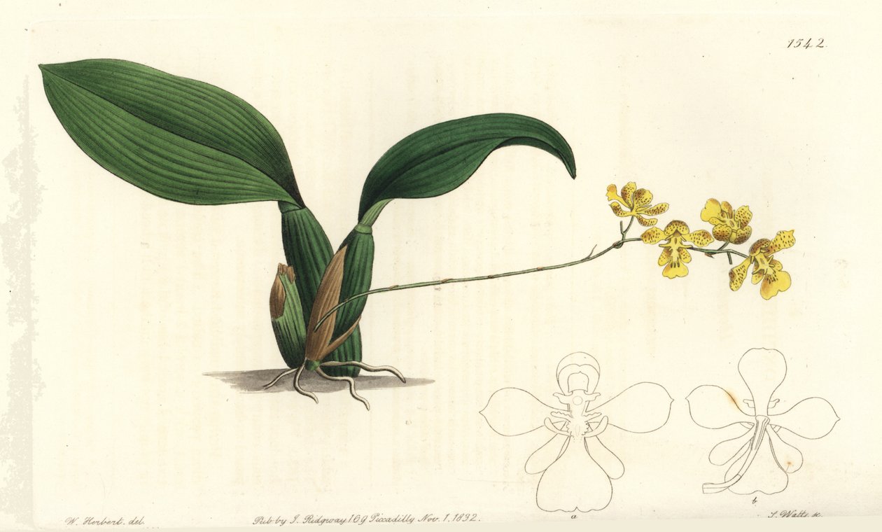 Gomesa cornigera orchidee (gehoornde oncidium, Oncidium cornigerum) door Sydenham Teast Edwards