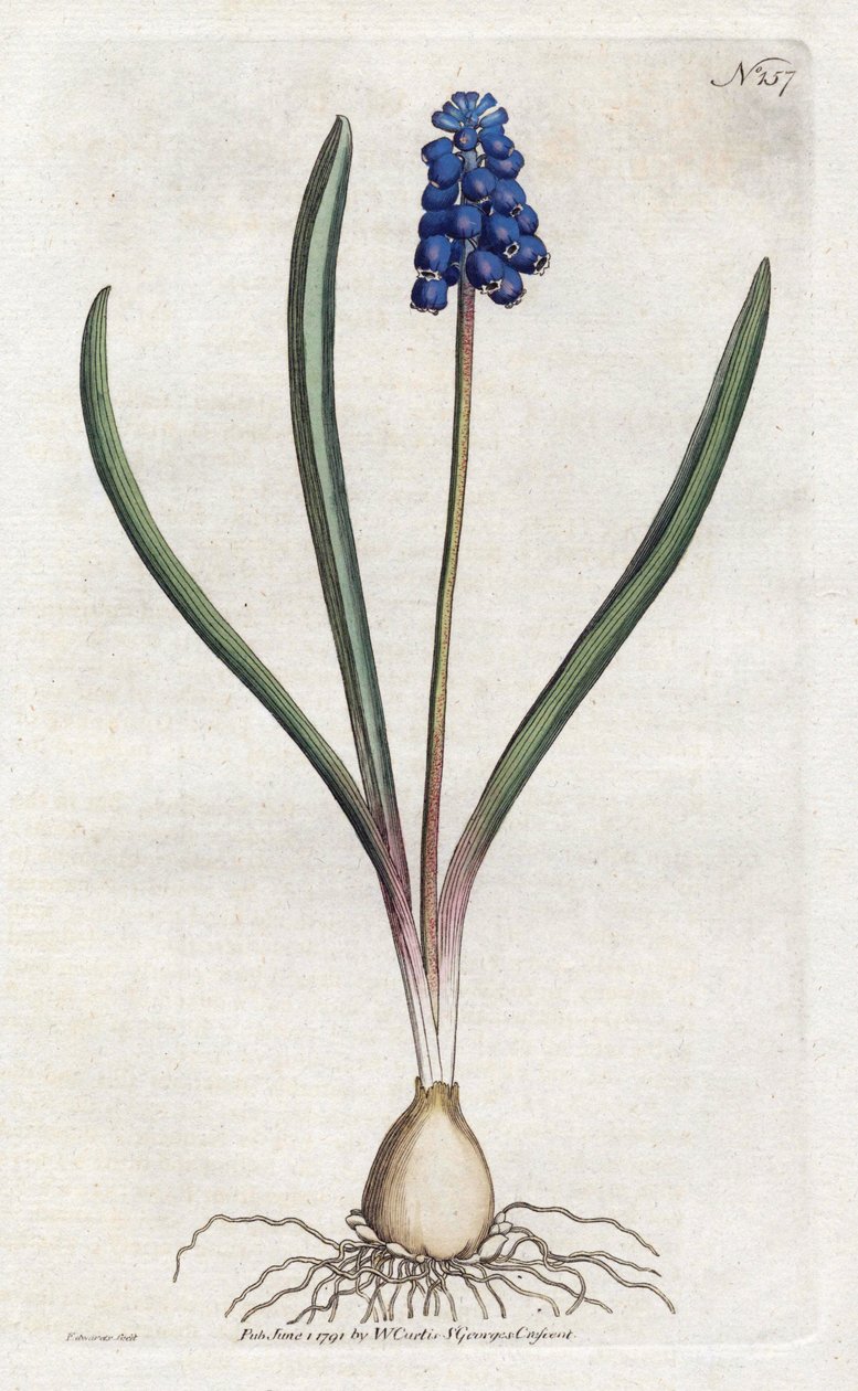 Blauwe druifjes - uit het Botanical Magazine van William Curtis (1746-1799) door Sydenham Teast Edwards