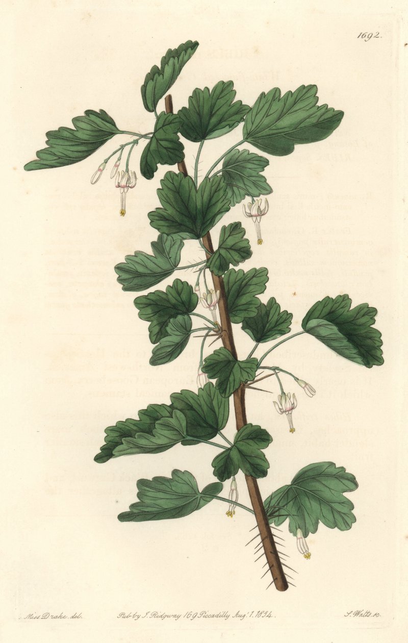 Groseillier, afkomstig uit Noord-Amerika - Sterk water door S. Watts naar een illustratie van Sarah Anne Drake (1803-1857), uit het Botanical Register door Sydenham Teast Edwards