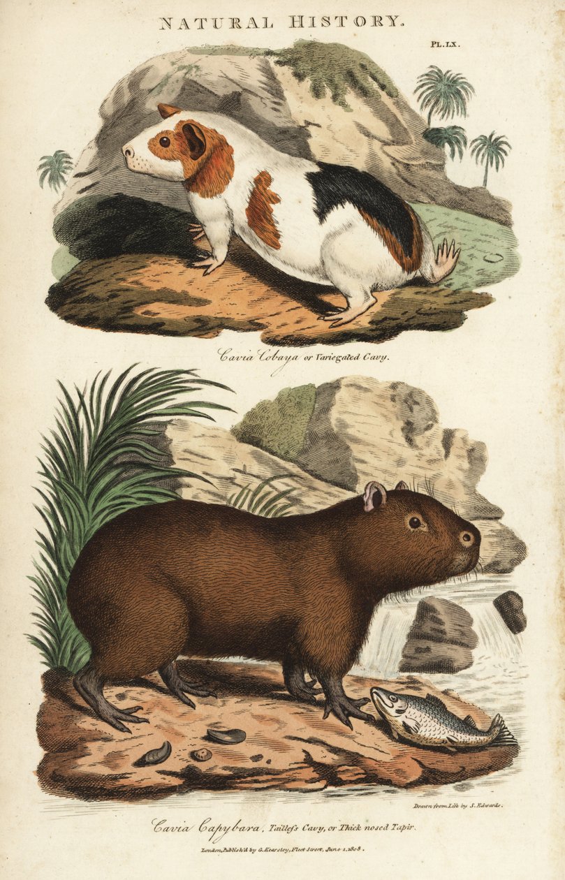 Cavia en capibara - Cavia, Cavia porcellus, en capibara, Hydrochoerus hydrochaeris. Handgekleurde kopergravure naar Sydenham Edwards uit John Mason Good