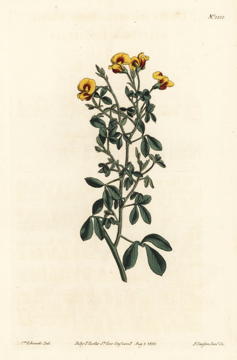 Haarige goodia, Goodia lotifolia var. pubescens (Goodia pubescens) - uit William Curtis