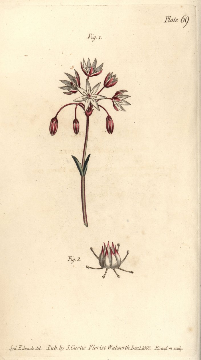 Hermafrodiete bloem met zeven stampers, Heptagynia, Septas capensis. Handgekleurde kopergravure door F. Sansom van een botanische illustratie door Sydenham Edwards voor William Curtis