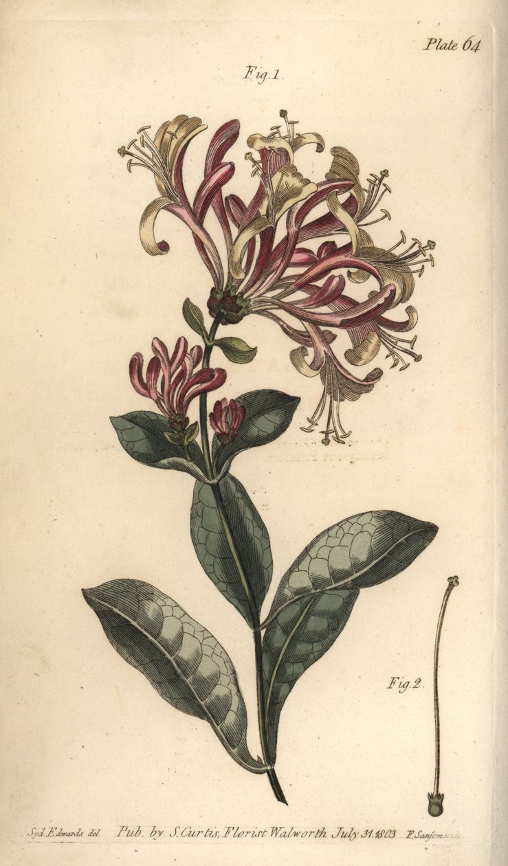 Kamperfoelie, Lonicera caprifolium, Monogynia. Handgekleurde kopergravure door F. Sansom naar een botanische illustratie door Sydenham Edwards voor William Curtis