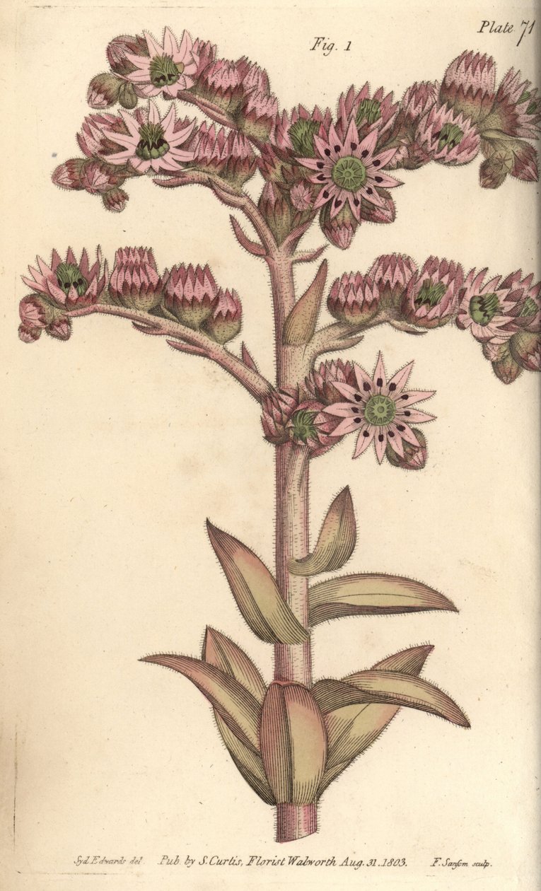 Huislook, Sempervivum tectorum, Dodecagynia, hermafrodiete bloem met 12 stampers. Handgekleurde kopergravure door F. Sansom van een botanische illustratie door Sydenham Edwards voor William Curtis