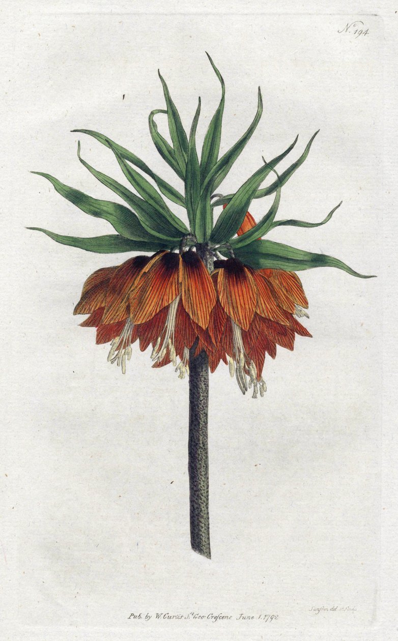 Keizerskroon, uit William Curtis