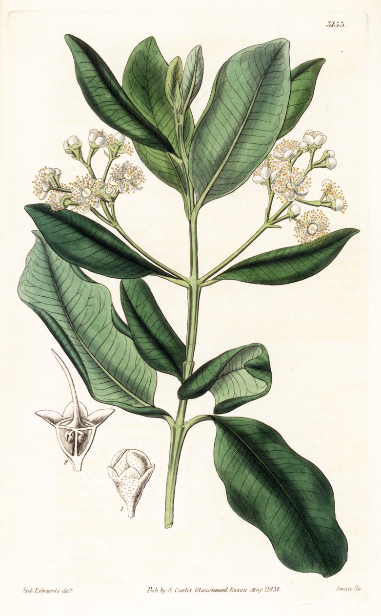 Indisch hout - Bay rum boom, Pimenta racemosa (wilde kruidnagelboom, Myrcia acris), inheems in het Caribisch gebied. Handgekleurde kopergravure door Swan naar een illustratie van Sydenham Edwards uit Samuel Curtis