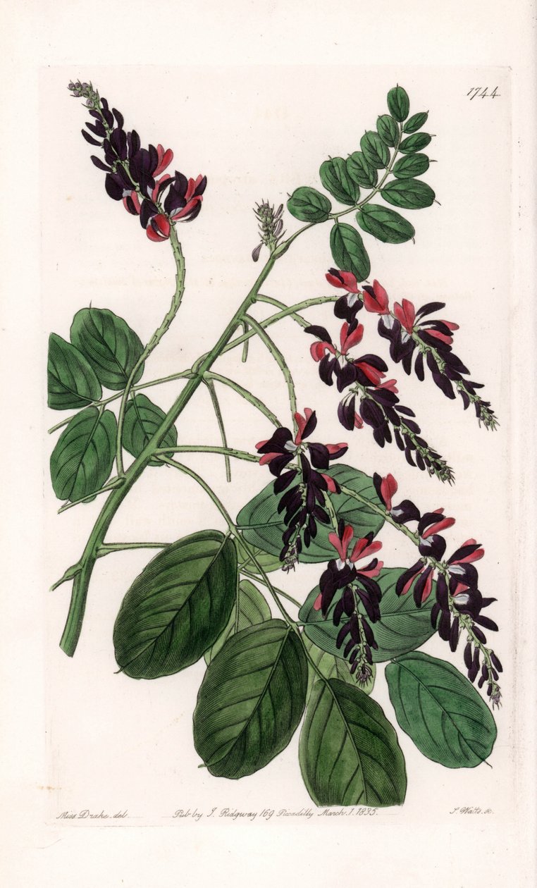 Indigofera Variete - Plaat gegraveerd door S.Watts, uit een illustratie van Sarah Anne Drake (1803-1857), uit het Botanical Register van Sydenham Edwards (1768-1819), Engeland door Sydenham Teast Edwards