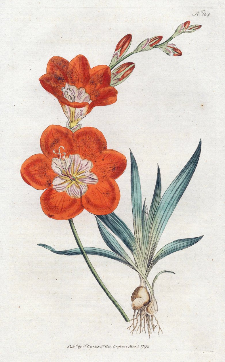 Ixie oranje - Lithografie door Sydenham Edwards (1768-1819), plaat uit William Curtis