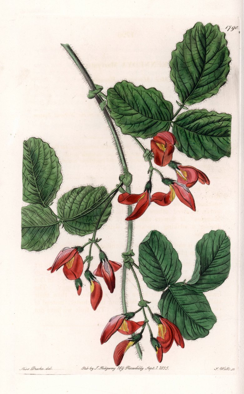 Kennedia macrophylla, plant afkomstig uit Australië, zeldzame bedreigde soort - Plaat gegraveerd door S. Watts, uit een illustratie van Sarah Anne Drake (1803-1857), uit het Botanical Register van Sydenham Edwards (1768-1819), Engeland door Sydenham Teast Edwards