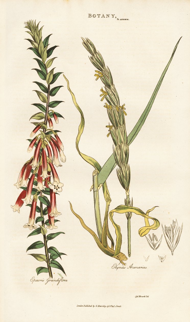Grootbloemige Epacris en Lymegras door Sydenham Teast Edwards
