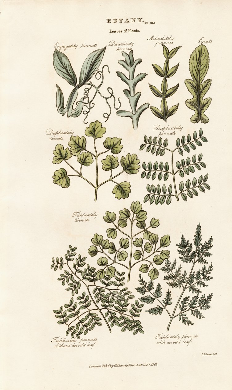 Bladvormen en arrangementen door Sydenham Teast Edwards