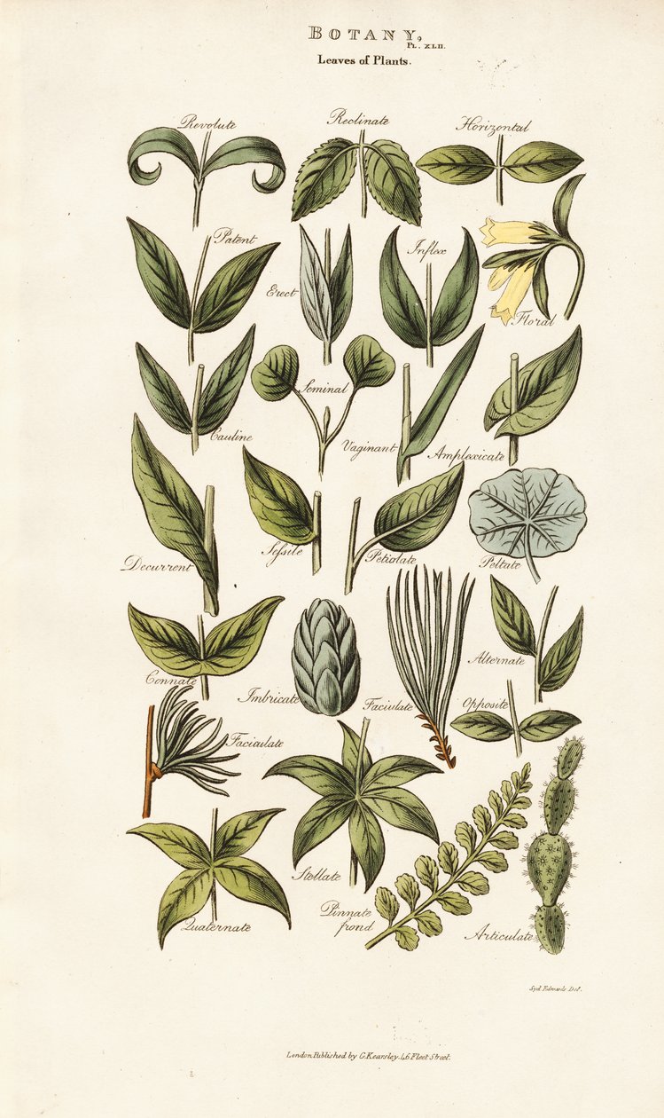 Bladvormen en arrangementen door Sydenham Teast Edwards