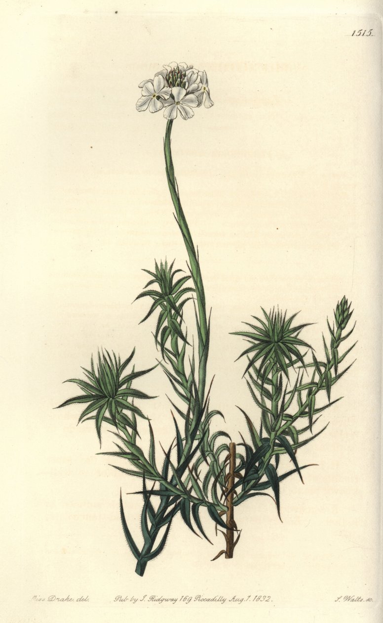 Langbladige sphenotoma, uit het Botanical Register door Sydenham Teast Edwards