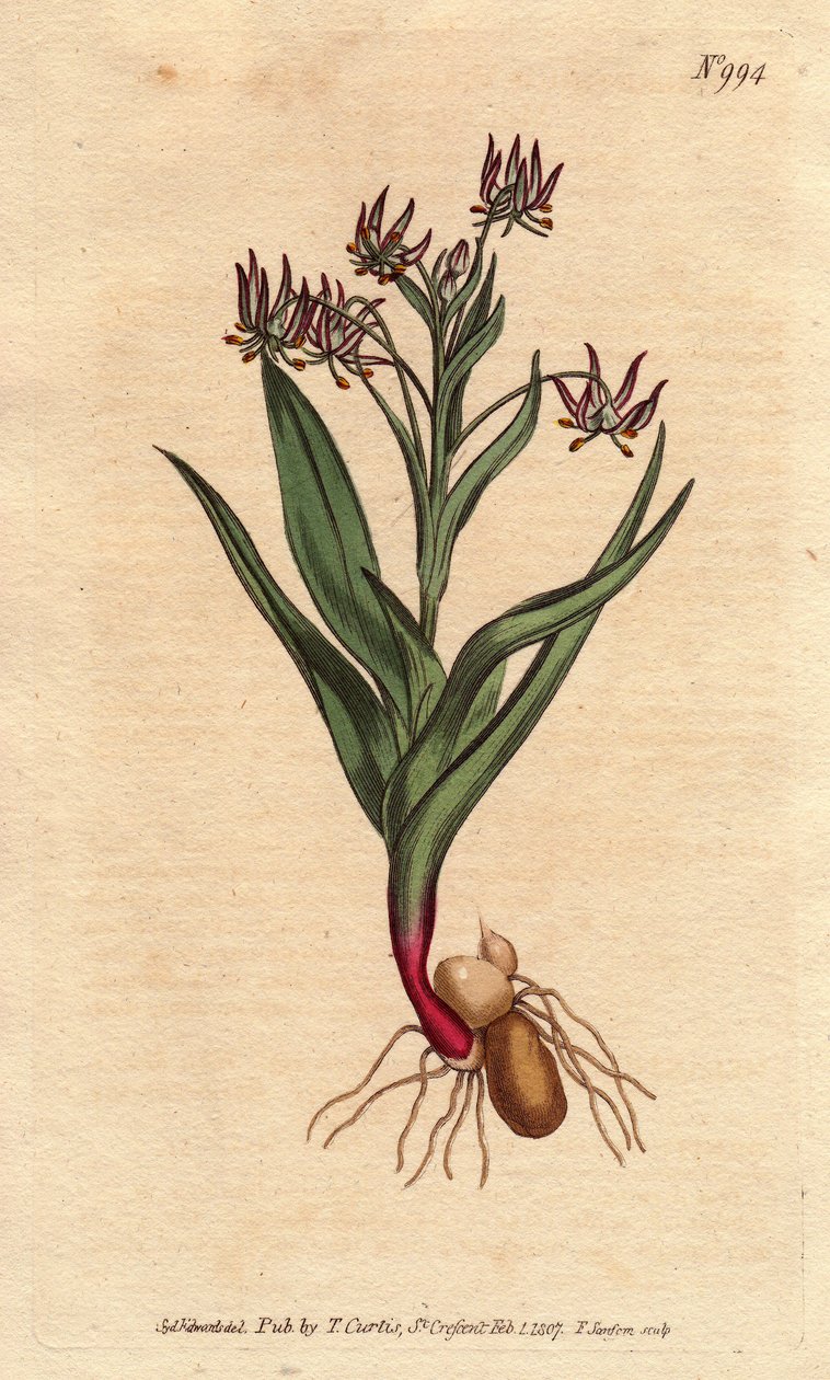 Melanthium vertakt, met veel kleine bloemen lila, bol en wortels. Vertakt melanthium, met veel kleine lila bloemen, en bollen en wortelstructuur. Ornithoglossum viride (Melanthium viride) door Sydenham Teast Edwards