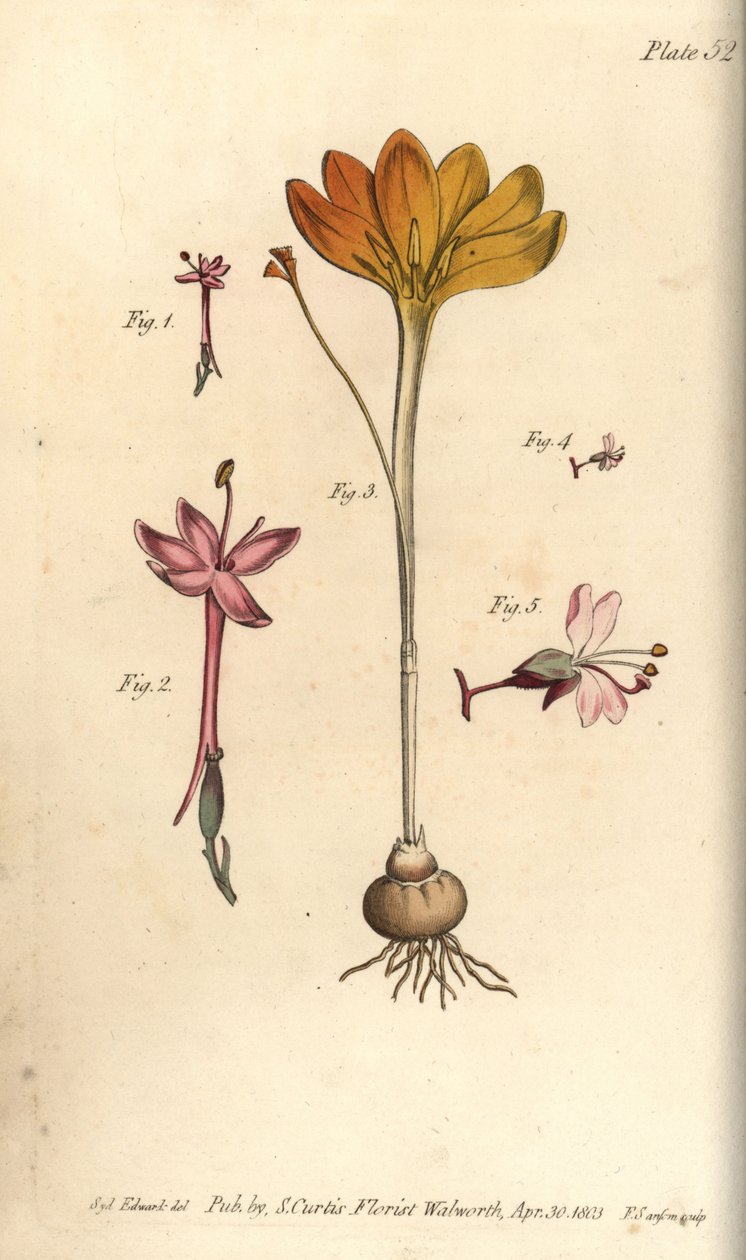 Monandria, Crocus angustifolius en Circaea alpina, uit William Curtis
