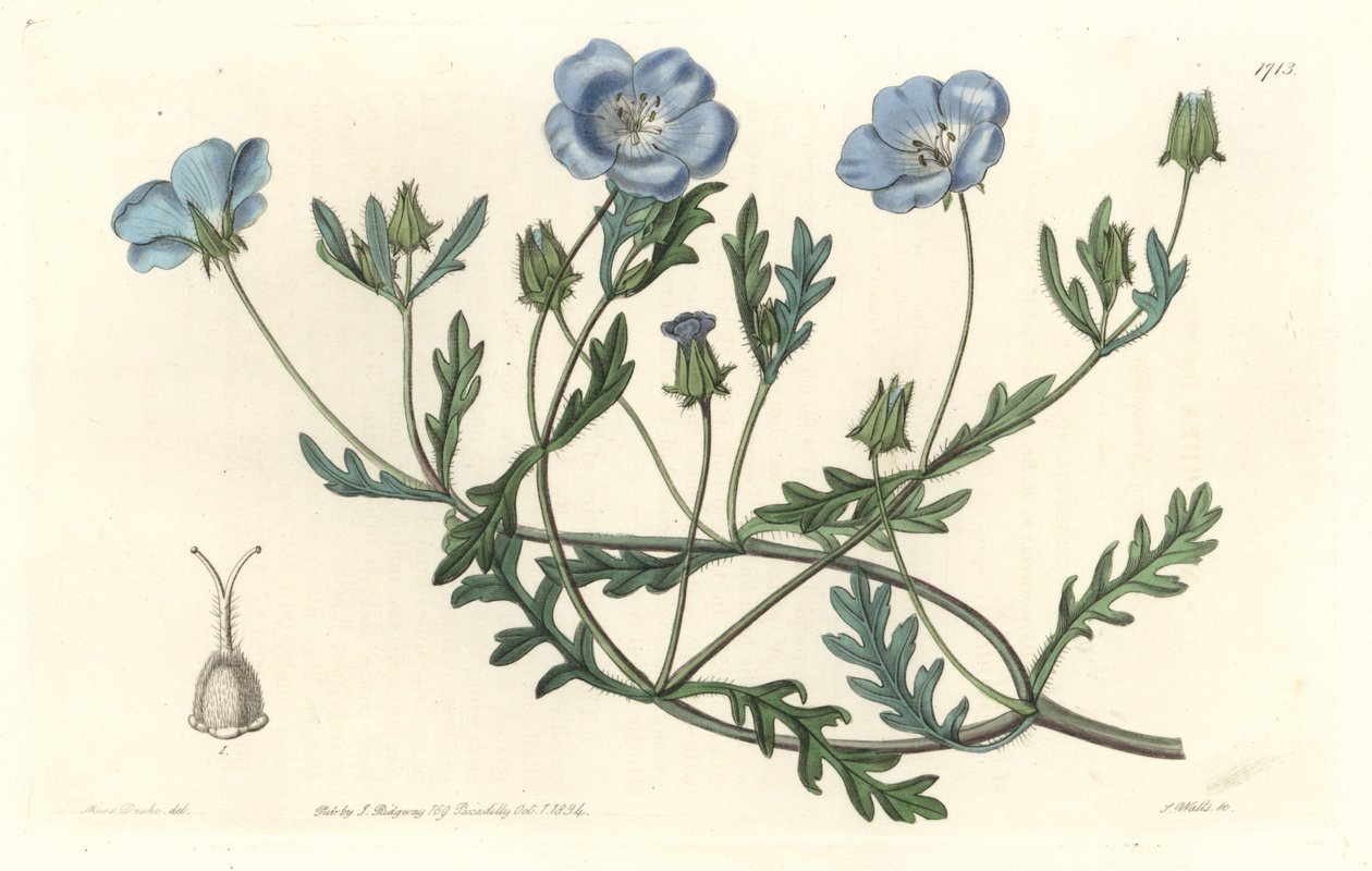 Namophile maculee, oorspronkelijk uit Californië - Sterk water door S. Watts naar een illustratie van Sarah Anne Drake (1803-1857), uit het Botanical Register door Sydenham Teast Edwards