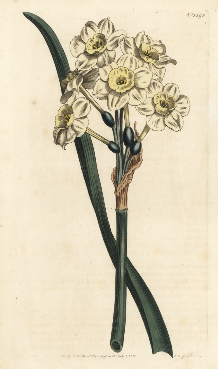 Narcissus een boeket - Trosbloemige narcis, Narcissus tazetta (Bleekbekervormige witte tuinnarcis; Narcissus orientalis) - Handgekleurde kopergravure door F. Sansom Jr. naar een illustratie van Sydenham Edwards uit William Curtis