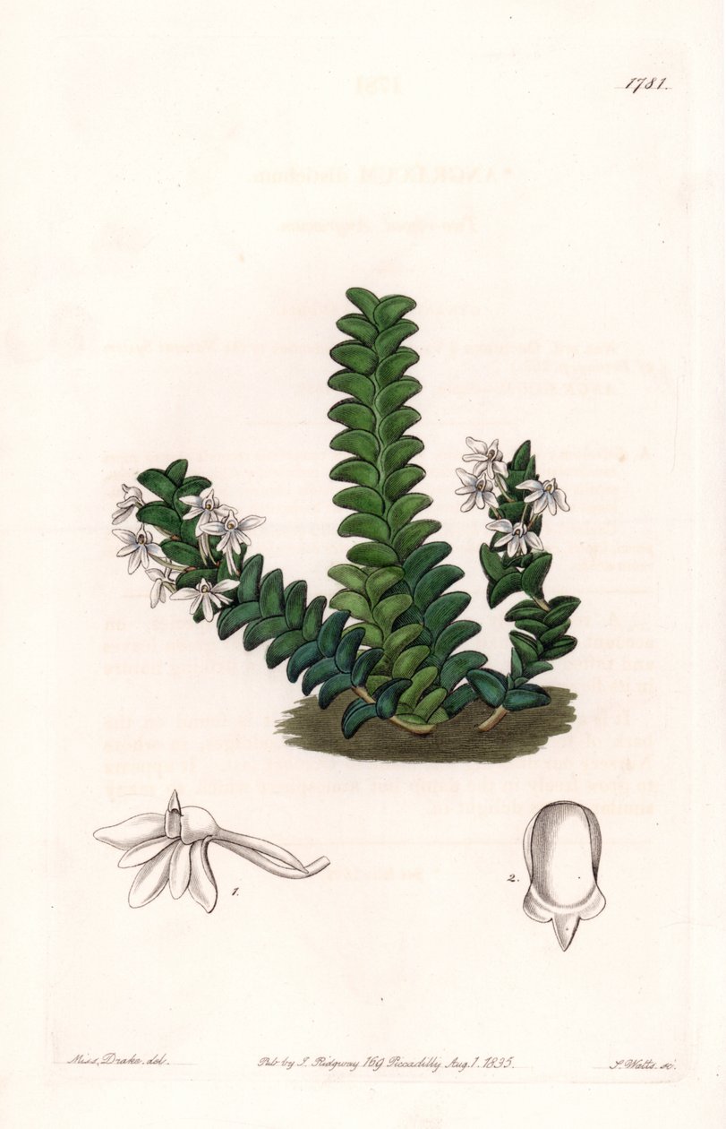Orchidee: Angraecum variëteit, inheems in Equatoriaal Afrika door Sydenham Teast Edwards
