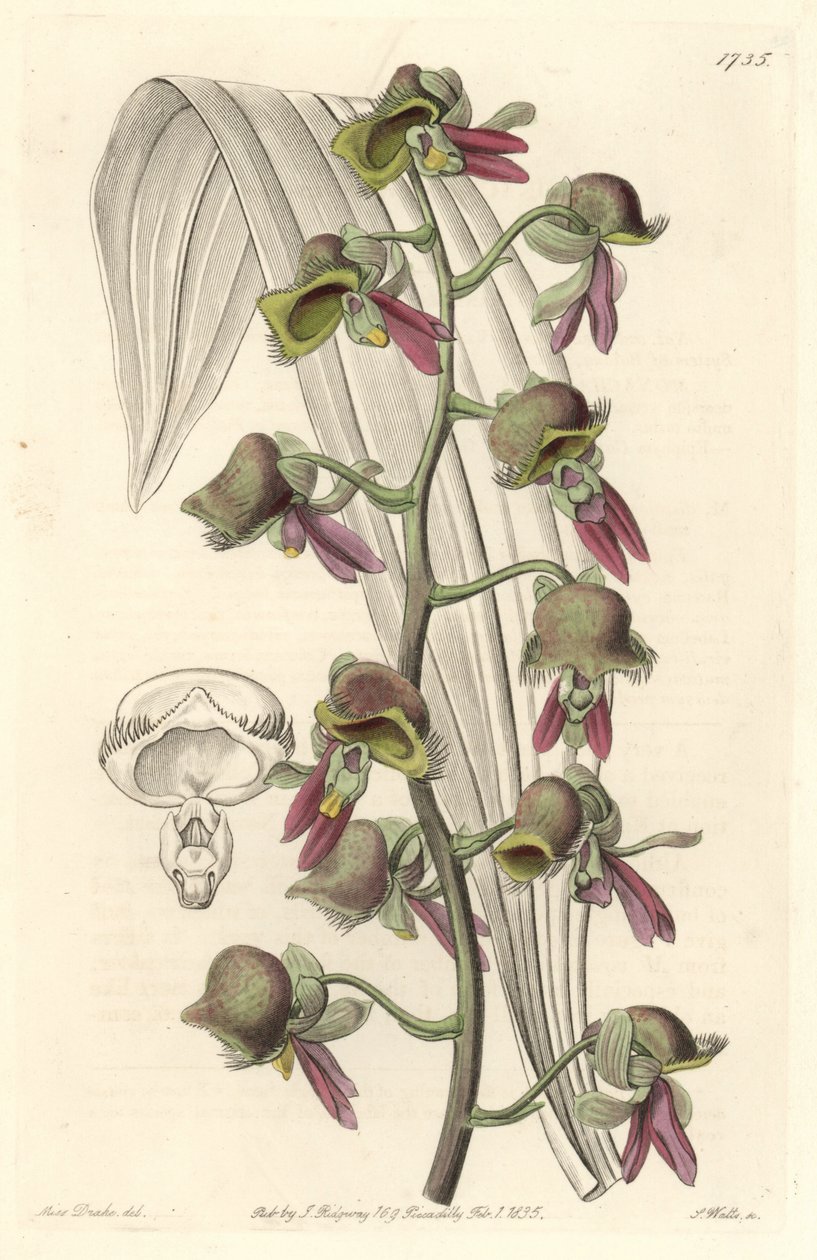 Orchidee Catasetum, tweekleurige bloemen, inheems in Guyana door Sydenham Teast Edwards
