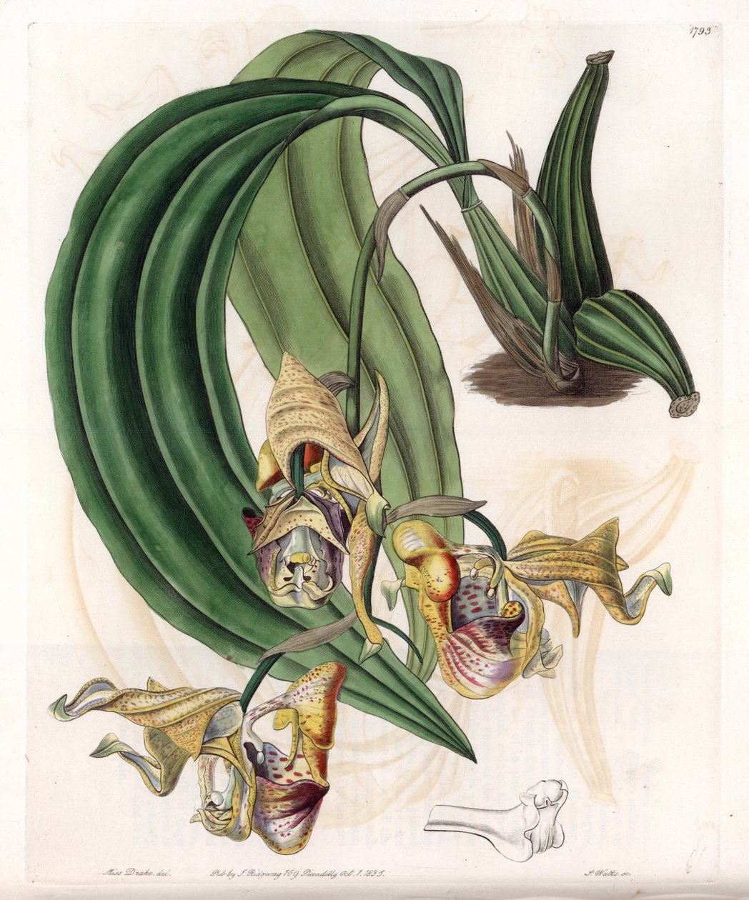 Orchidee: Coryanthes variëteit met gevlekte bloemen door Sydenham Teast Edwards