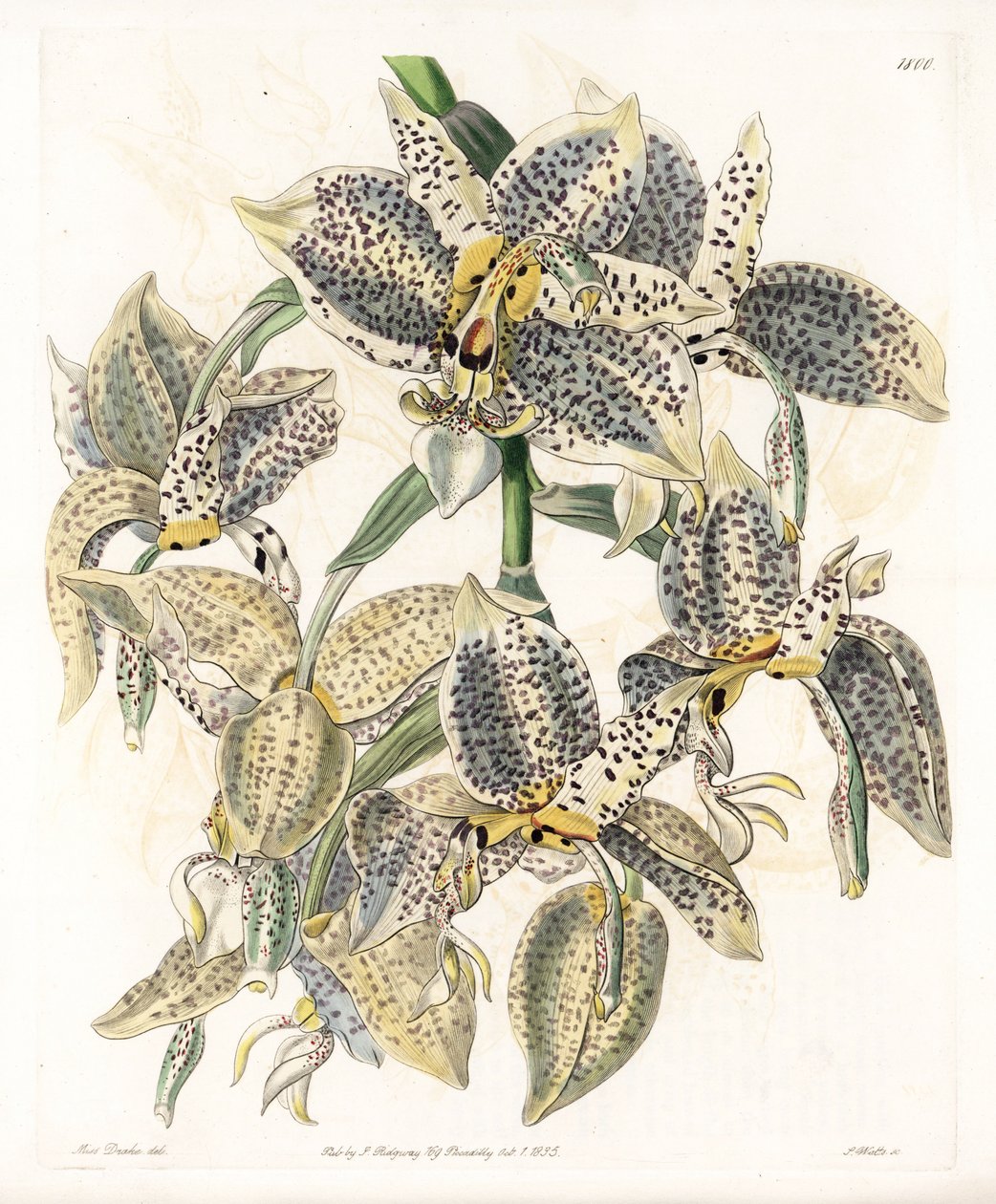 Orchidee: Stanhopea variëteit, neotropisch door Sydenham Teast Edwards