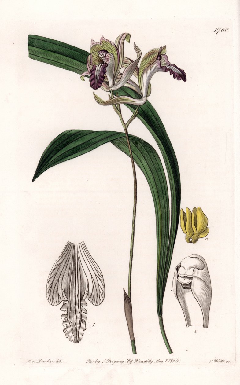 Orchidee: variëteit van Bletia uit Amerika door Sydenham Teast Edwards