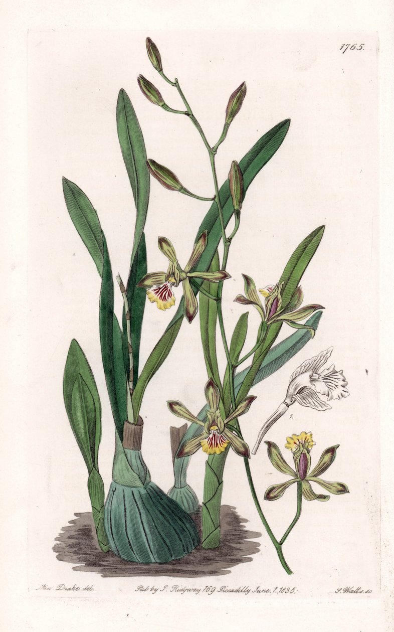 Orchidee: epidendre grele - Gegraveerde plaat door S. Watts, naar een illustratie van Sarah Anne Drake (1803-1857), uit het Botanical Register van Sydenham Edwards (1768-1819), Engeland door Sydenham Teast Edwards