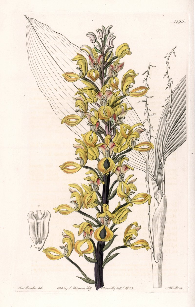 Orchidee: variëteit van govenia door Sydenham Teast Edwards