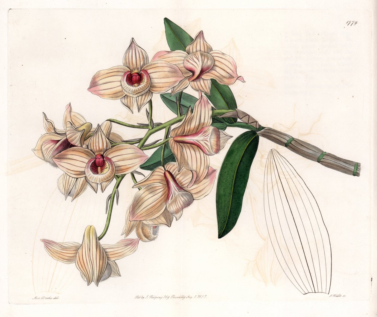 Orchidee: variëteit van Dendrobium door Sydenham Teast Edwards