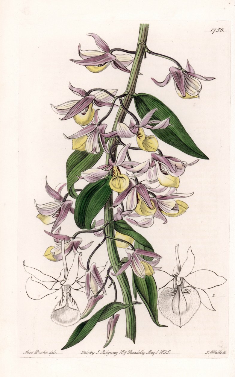 Orchidee: variëteit van Dendrobium, afkomstig uit Azië - Plaat gegraveerd door S. Watts, naar een illustratie van Sarah Anne Drake (1803-1857), uit het Botanical Register van Sydenham Edwards (1768-1819), Engeland door Sydenham Teast Edwards