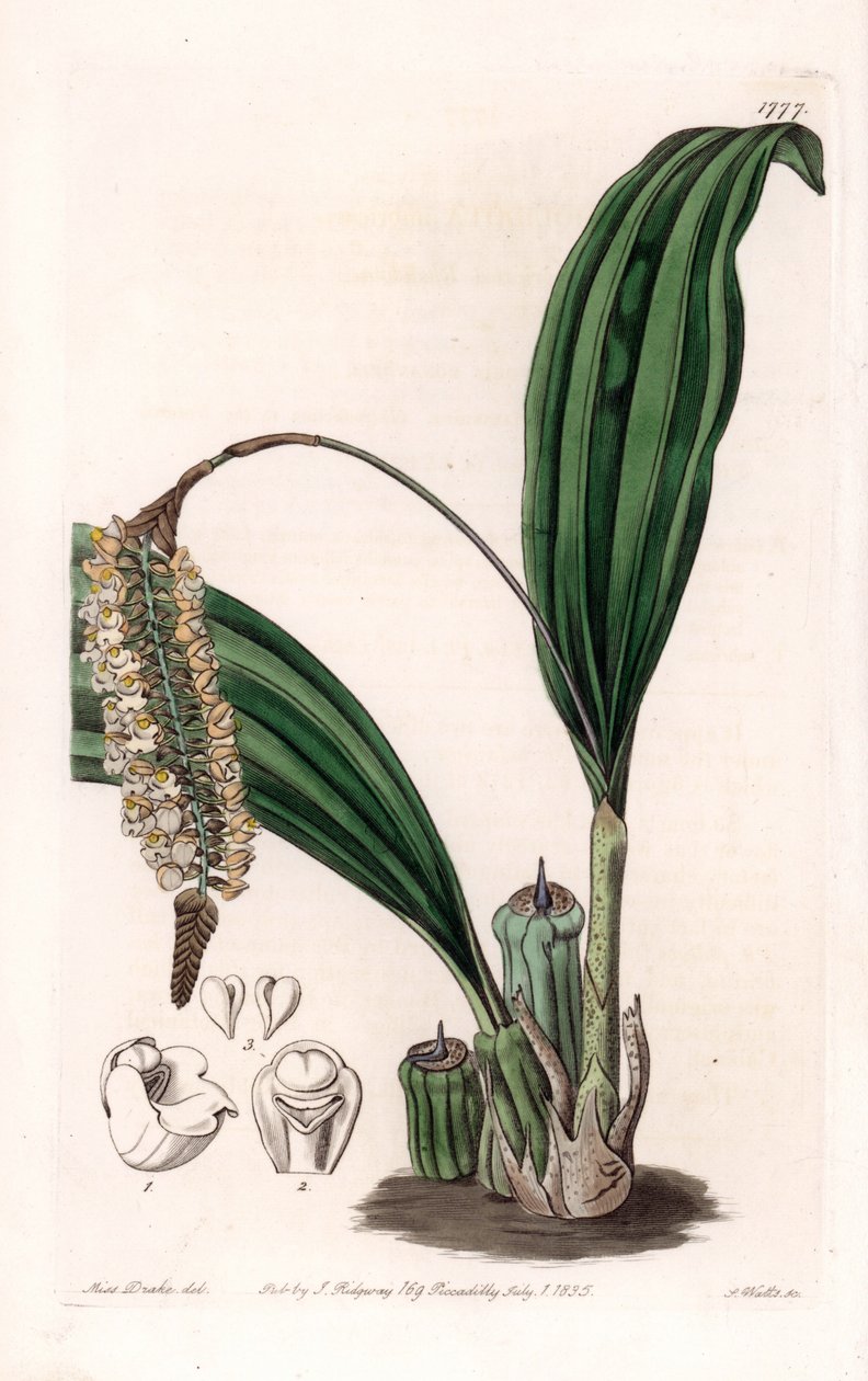 Orchidee: variëteit van Pholidota, inheems in Azië door Sydenham Teast Edwards