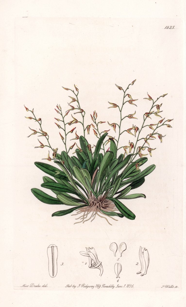 Orchidee: variëteit van epidendre door Sydenham Teast Edwards