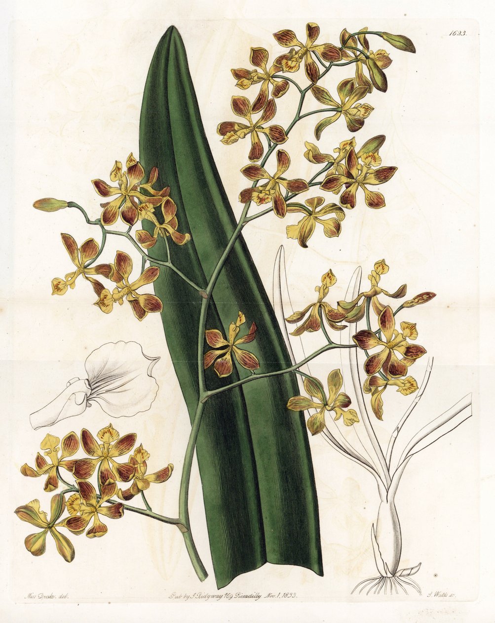 Orchidee: variëteit van epidendrum - Plaat gegraveerd door S.Watts, naar een illustratie van Sarah Anne Drake (1803-1857), uit het Botanical Register van Sydenham Edwards (1768-1819), Engeland door Sydenham Teast Edwards