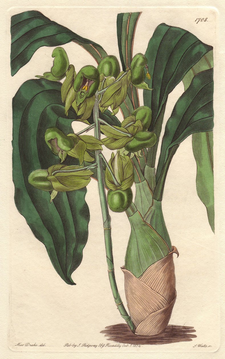 Orchidee Catasetum, inheems in Brazilië - uit het Botanical Register door Sydenham Teast Edwards
