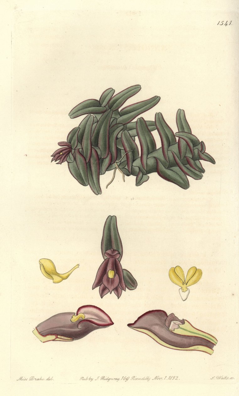 Orchidee epidendrum van Midden-Amerika - Epidendrum schlechterianum orchidee (Paarse nanodes, Nanodes discolor) door Sydenham Teast Edwards