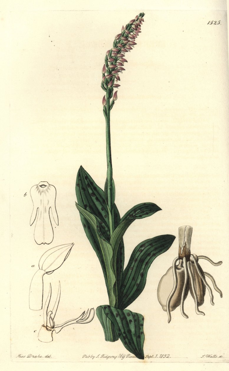 Orchidee neotine - Dichtbloemige orchidee, Neotinea maculata (One-sized aceras, Aceras secundiflora) door Sydenham Teast Edwards