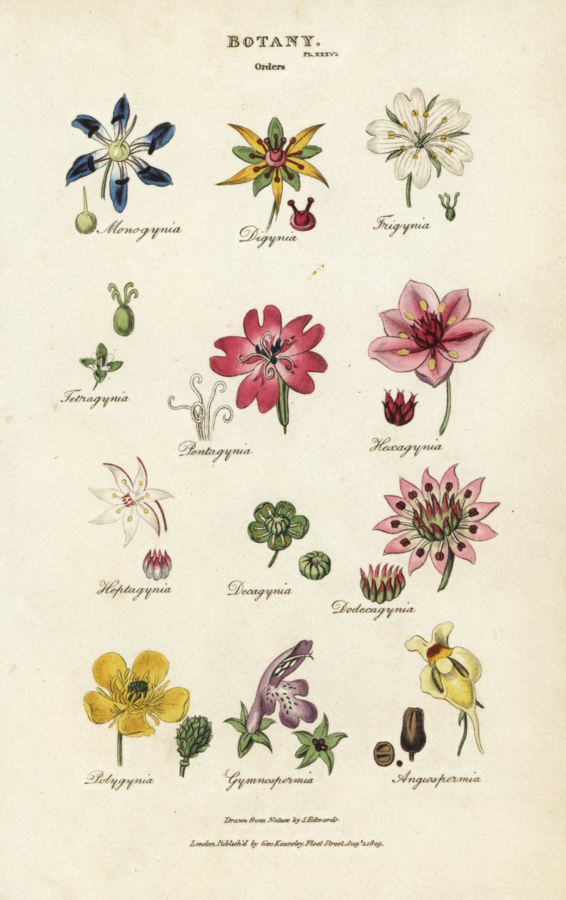Orden van bloemen: Monogynia, Digynia, Trigynia, Pentagynia, enz. Handgekleurde kopergravure naar Sydenham Edwards uit John Mason Good