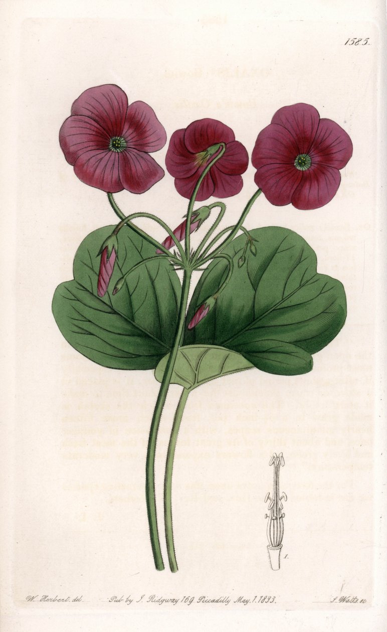 Oxalis de Bowie door Sydenham Teast Edwards