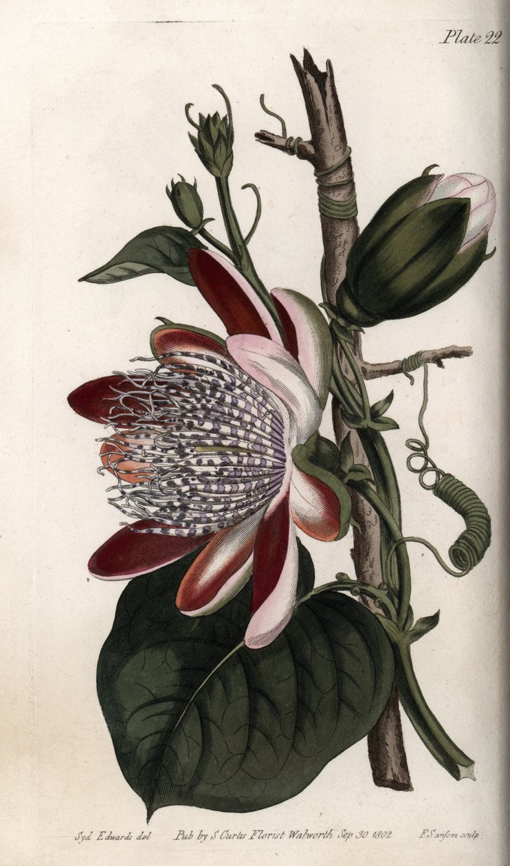 Passiebloem, knop en bloem. Gekleurde kopergravure, illustratie door Sydenham Edwards voor Conferences of Botanical, Botanical Garden of Lambeth door Sydenham Teast Edwards