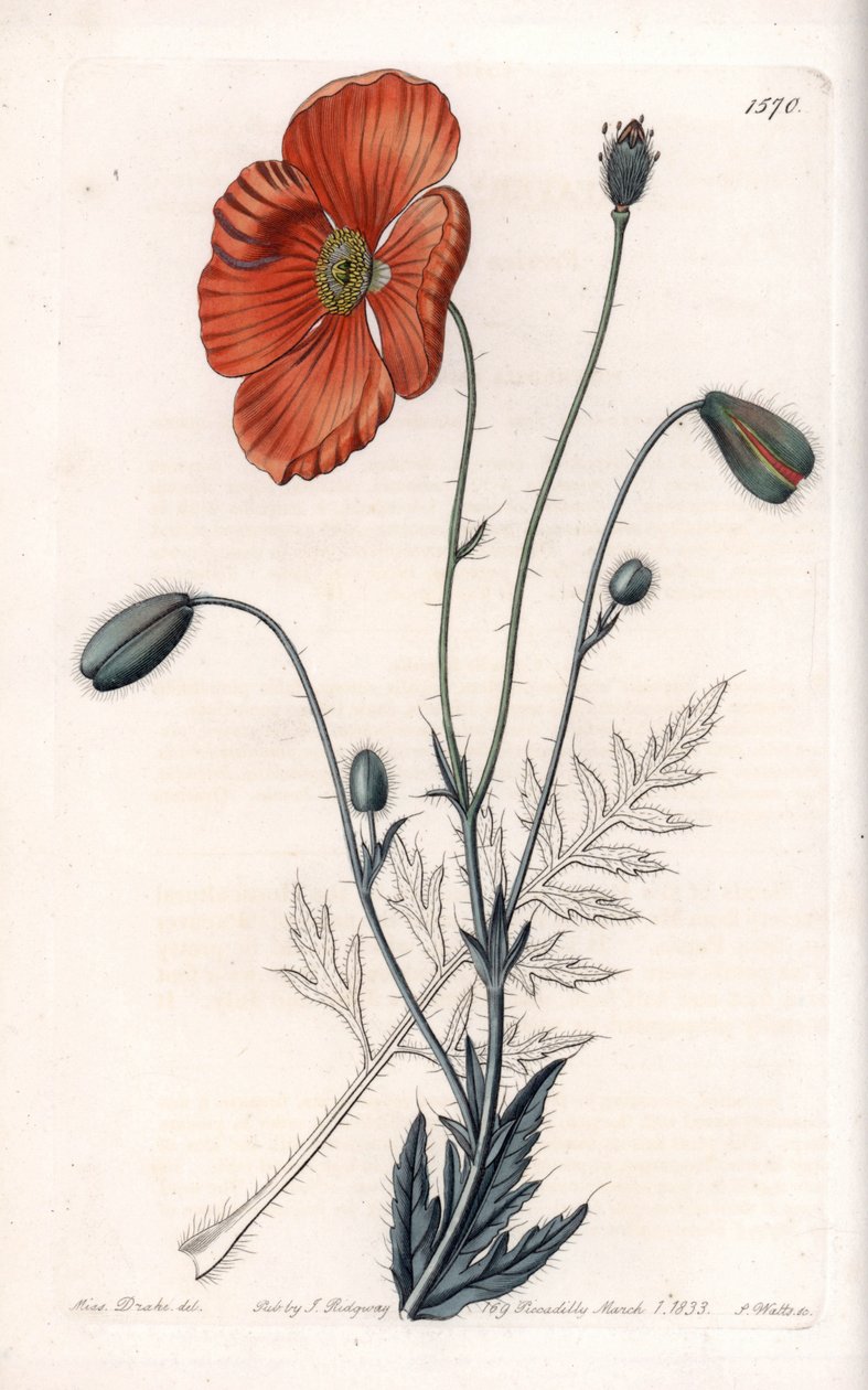 Perzische Papaver Variëteit - Gegraveerd door S.Watts, naar een illustratie van Sarah Anne Drake (1803-1857), uit het Botanisch Register van Sydenham Edwards (1768-1819), Engeland door Sydenham Teast Edwards