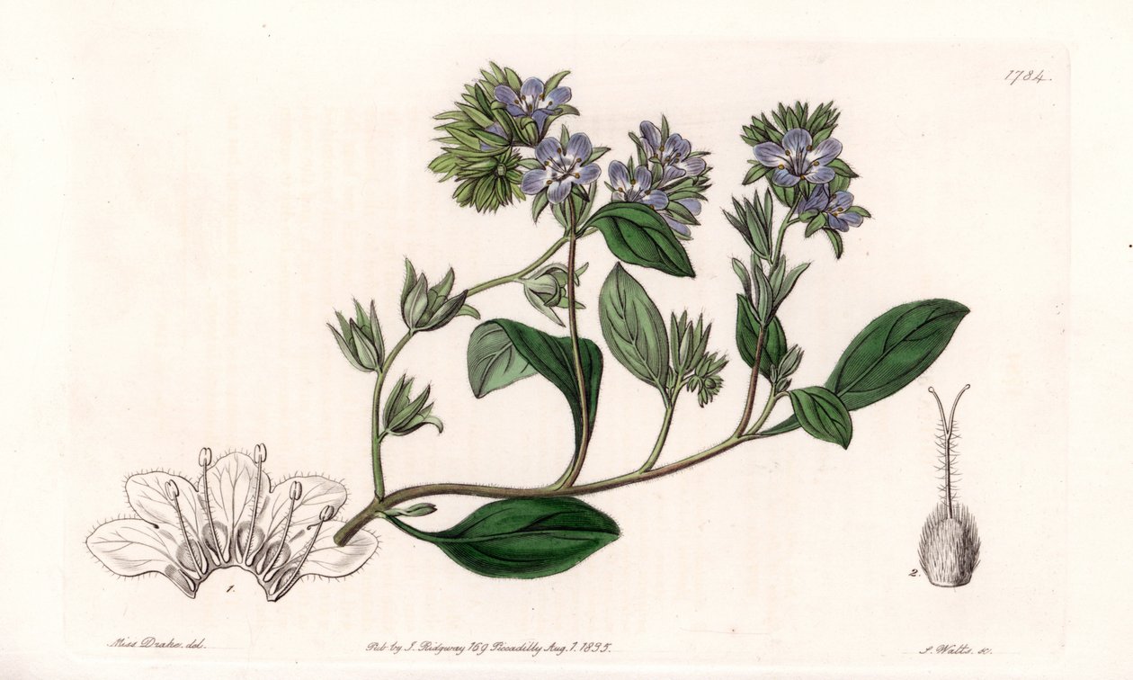 Phacelia, endemisch in Californië - Gegraveerd door S. Watts, naar een illustratie van Sarah Anne Drake (1803-1857), uit het Botanical Register van Sydenham Edwards (1768-1819), Engeland door Sydenham Teast Edwards