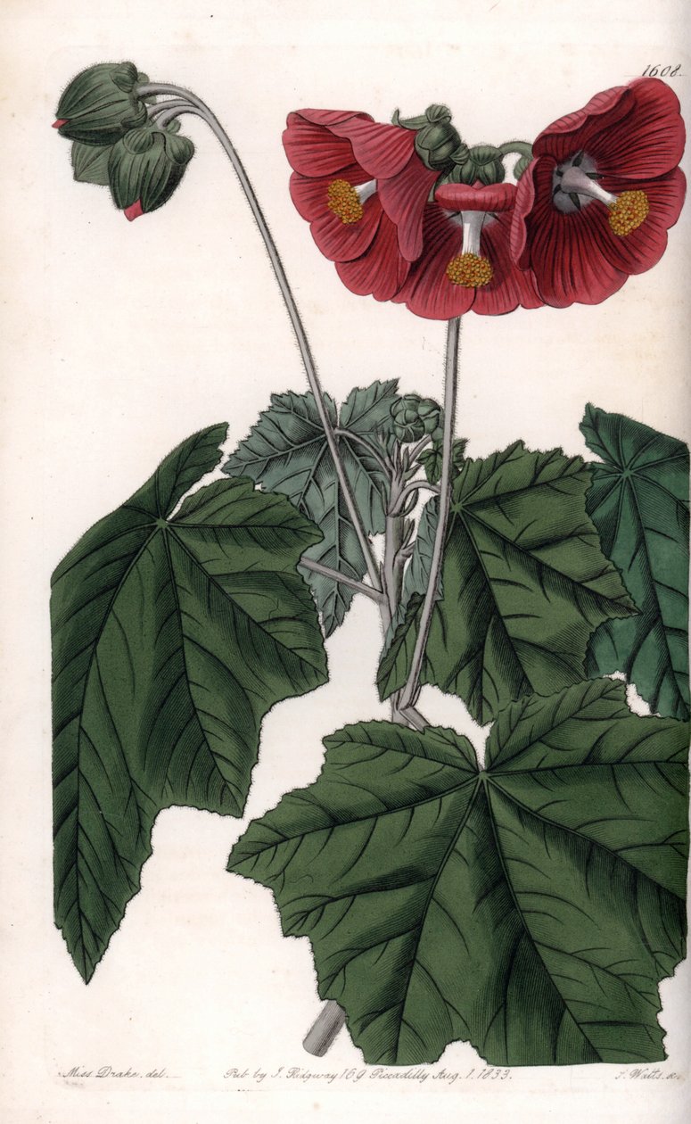 Phymosia variëteit, rode bloemen, inheems in Mexico - Gegraveerd door S. Watts, uit een illustratie van Sarah Anne Drake, uit het Botanical Register van Sydenham Edwards, Engeland door Sydenham Teast Edwards