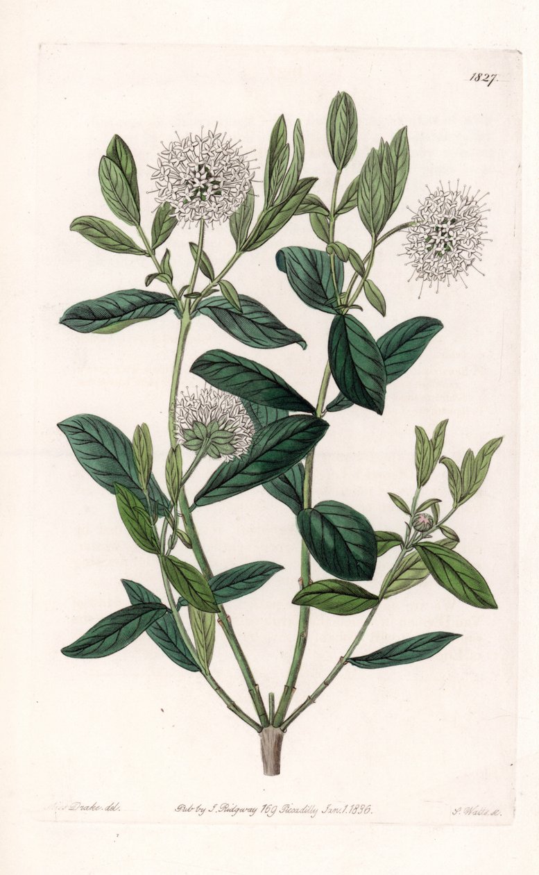 Pimelea Variete - Plaat gegraveerd door S.Watts, uit een illustratie door Sarah Anne Drake (1803-1857), uit het Botanical Register van Sydenham Edwards (1768-1819), Engeland door Sydenham Teast Edwards